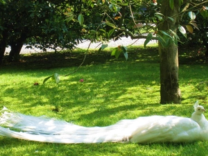 trees, viewes, peacock, Park, White