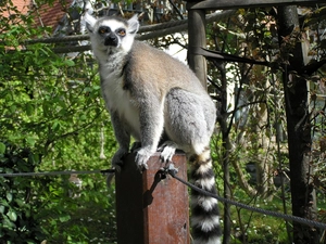 trees, viewes, post, ropes, lemur