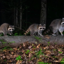 trees, viewes, Raccoons, forest, Three