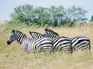 trees, viewes, savanna, grass, zebra