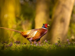 Flowers, Bird, trees, viewes, fuzzy, Common Pheasant