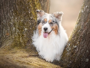 muzzle, dog, trees, viewes, Tounge, Australian Shepherd