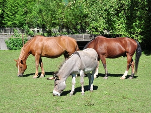 bloodstock, Donkey, trees, viewes, Meadow, Two cars