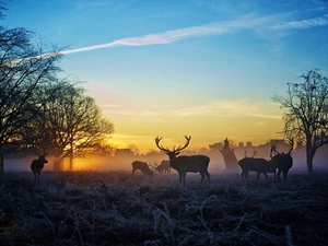 Deer, east, trees, viewes, White frost, sun