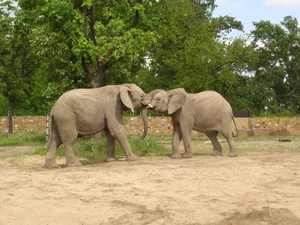 viewes, Elephants, trees