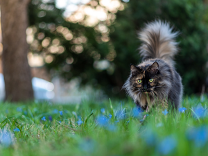 grass, Flowers, trees, viewes, Norwegian Forest Cat