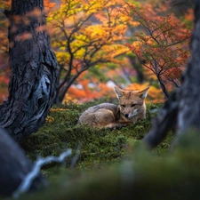 trees, lying, Fox, viewes