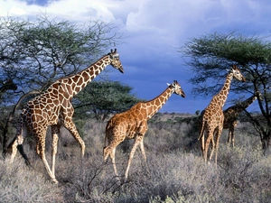 viewes, giraffe, trees