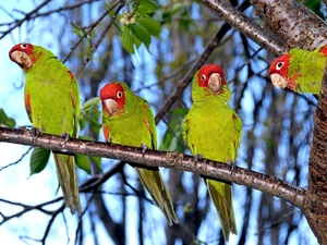 green ones, Parrots, viewes, four, trees