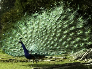 viewes, peacock, trees
