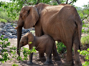 Elephant, small, trees, viewes, baby elephant, Big