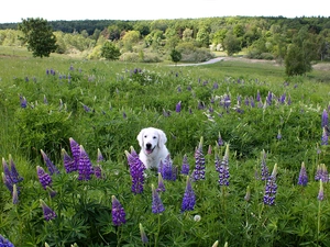 Meadow, White, trees, Labrador Retriever, dog, lupine, viewes