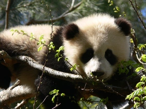 viewes, zpabda, trees
