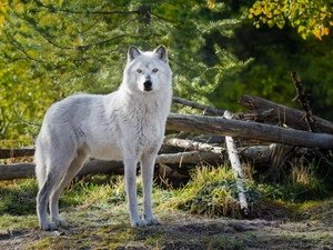 trees, viewes, Wolf, broken, White