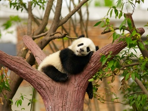 little bear, zpabda, viewes, branch pics, trees