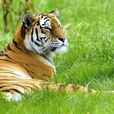 vigilance, Meadow, tiger
