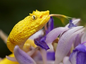 Close, Yellow Honda, viper