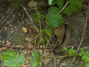 vole