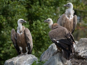 Vultures, rocks