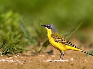 wagtail, Yellow Honda
