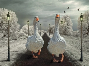 geese, Way, winter, wander