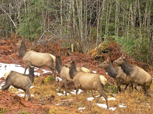 Canada, doe, forest, Wapiti