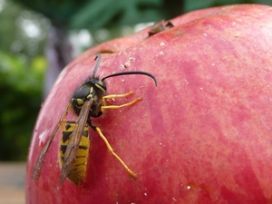 wasp, Apple