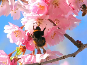 dumbledor, wasp, Flowers, cherries, flourishing