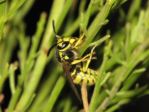 wasp, stems