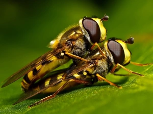 Wasps, leaf, Two