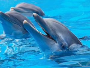 water, dolphins, ##
