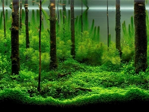 aquarium, Plants, fishes, water