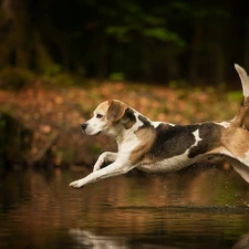 water, running, Beagle