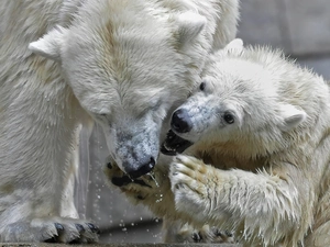 water, White, bears