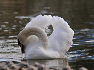 water, Swans, besides