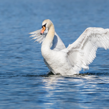 Swans, White, wings, water, spread, Bird