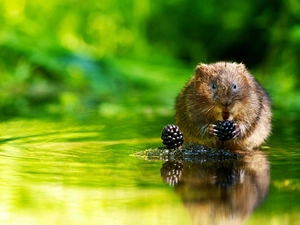 water, rat, blackberries