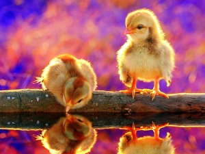 water, Yellow, chickens