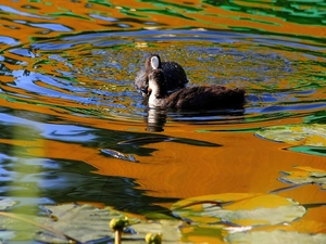 water, Two, coots