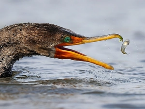 cormorant, nose, Fish, water