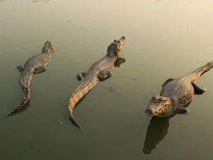 water, Three, crocodiles