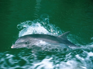 water, flowing, dolphin