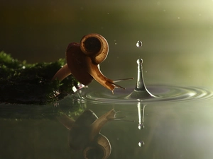 water, snail, droplet