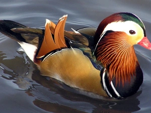 water, Coloured, duck