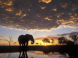 Elephant, clouds, sun, water