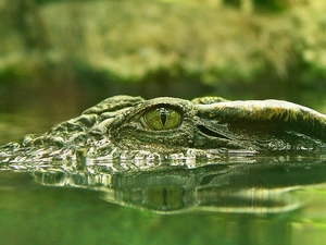 water, crocodile, eye