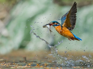 water, kingfisher, fish