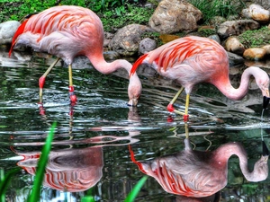 water, beatyfull, Flamingos