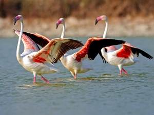 water, Three, Flamingos