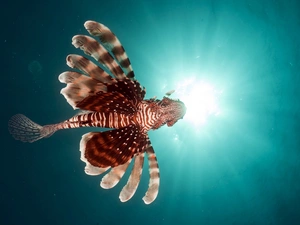 ligh, fish, flash, water, skrzydlica, sun, luminosity